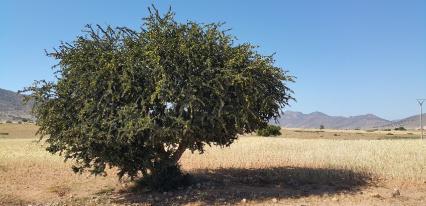 argan-marokko