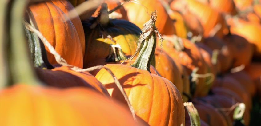 Pumpkin Smash